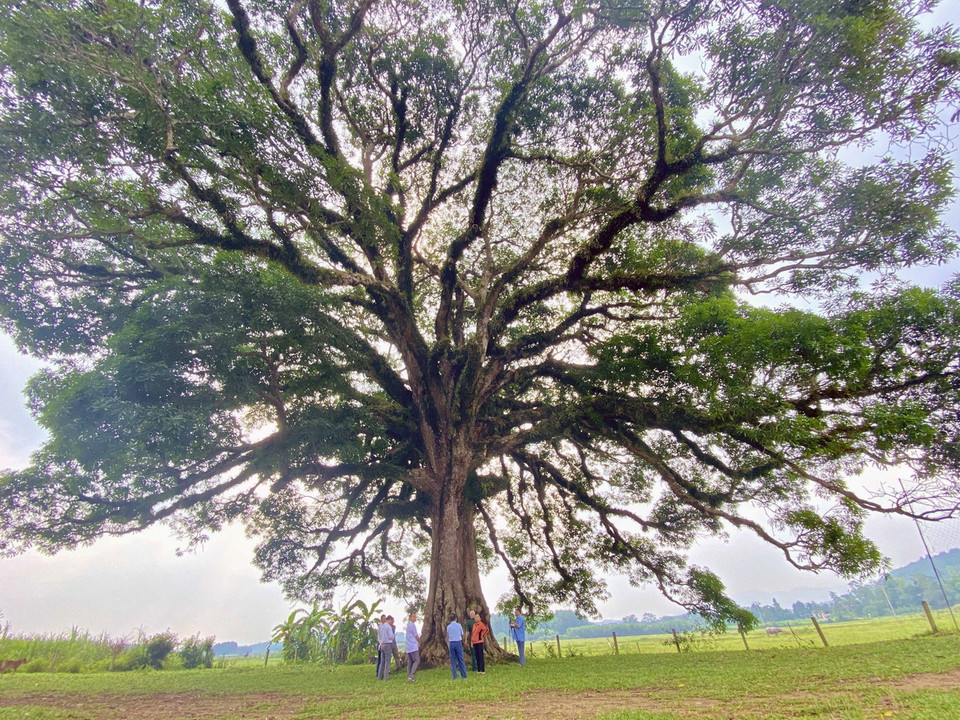 Cây trôi có tán rộng gần 40m. (Ảnh: Hữu Quyết/TTXVN)