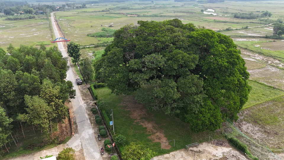 Cây trôi có tuổi đời gần 800 năm. (Ảnh: Hữu Quyết/TTXVN)