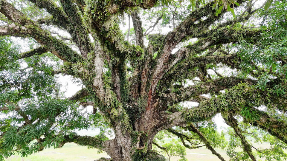 Phần thân và cành cây trôi có nhiều mảng rêu và cây tầm gửi bám vào. (Ảnh: Hữu Quyết/TTXVN)