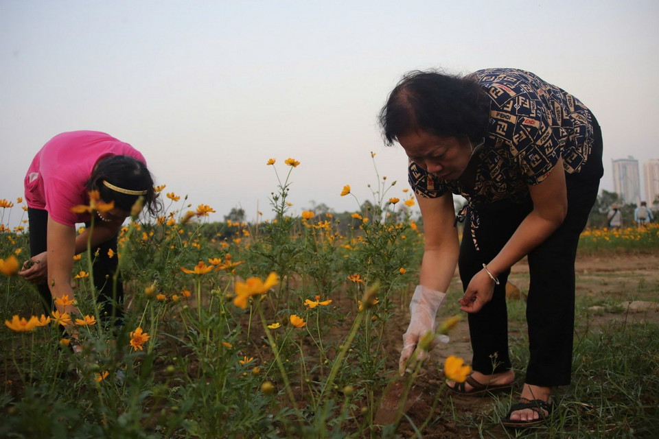 Nhiều tình nguyện viên là thành viên Hội Phụ nữ các phường ở quận Hoàn Kiếm tham gia trồng và chăm sóc vườn hoa. (Ảnh: Phương Thảo/TTXVN phát)