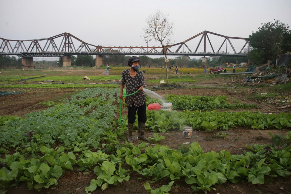 Hoạt động trồng hoa màu trở lại bình thường. (Ảnh: Phương Thảo/TTXVN phát)