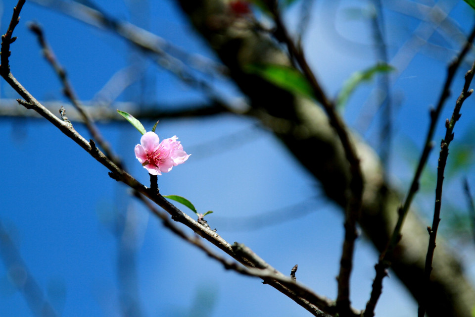 Xuân muộn sót trên đường từ núi xuống bản. (Ảnh: M.Mai/Vietnam+)