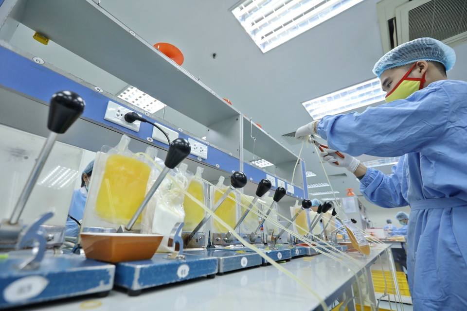 Từ một đơn vị máu toàn phần ban đầu, các chuyên viên y tế sẽ ly tâm, tách các thành phần máu bằng cách ép thủ công hoặc bằng máy vào từng túi sản phẩm thu được riêng biệt.(Ảnh: Minh Quyết/ TTXVN)