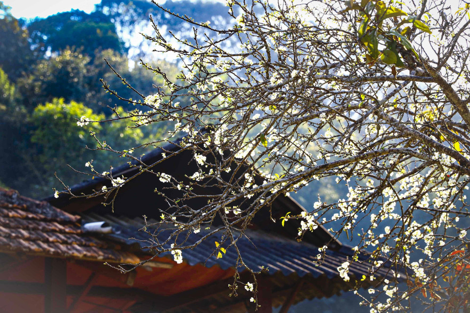  Những cành hoa mận bung nở trong nắng Xuân.(Ảnh: Xuân Tư/TTXVN)