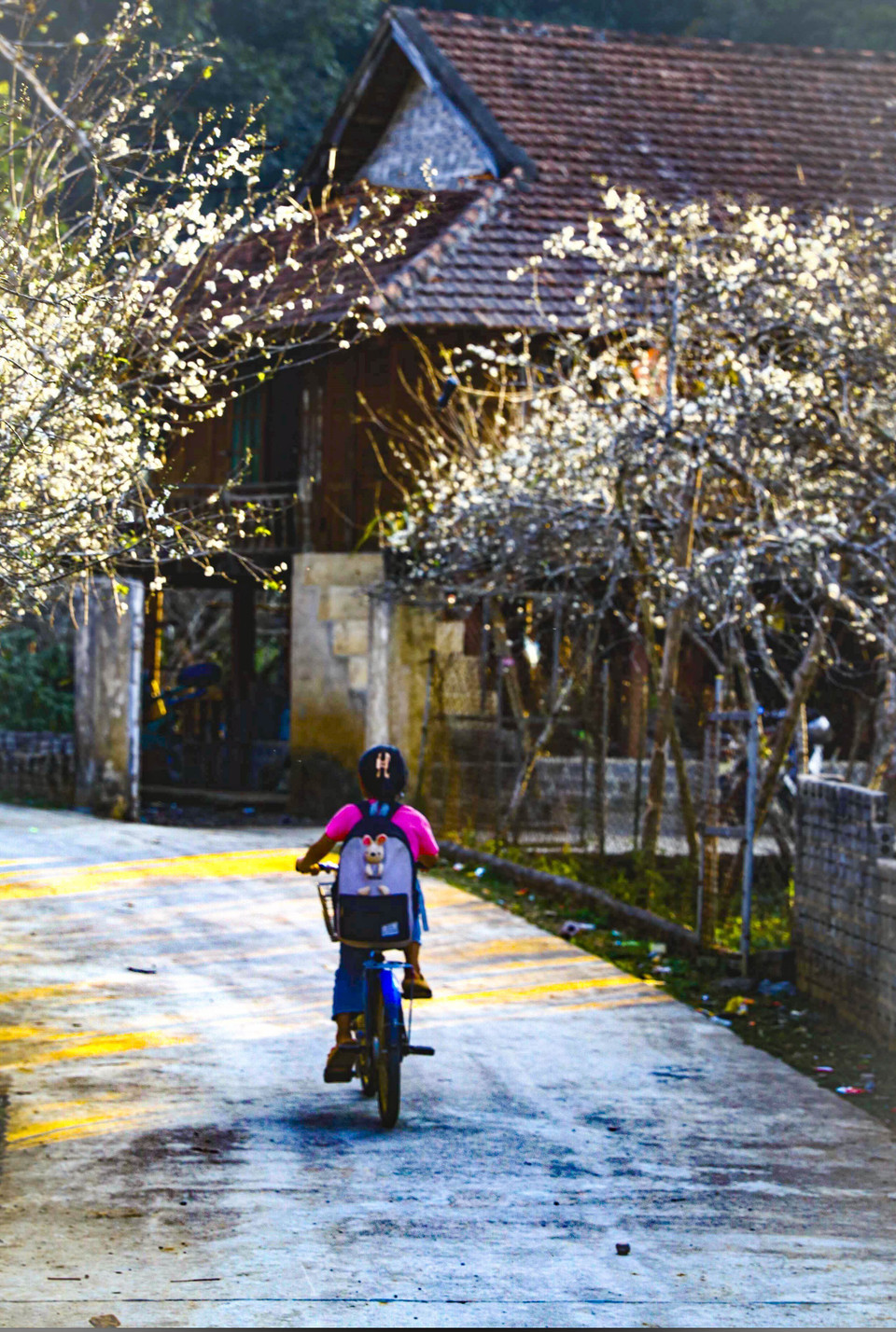 Những con đường rợp sắc trắng của hoa mận. (Ảnh: Xuân Tư/TTXVN)