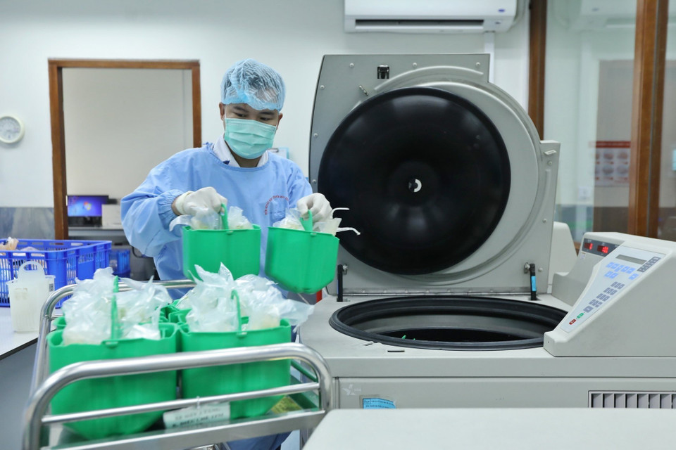 Từ một đơn vị máu toàn phần ban đầu, các chuyên viên y tế sẽ ly tâm, tách các thành phần máu bằng cách ép thủ công hoặc bằng máy vào từng túi sản phẩm thu được riêng biệt.(Ảnh: Minh Quyết/ TTXVN)