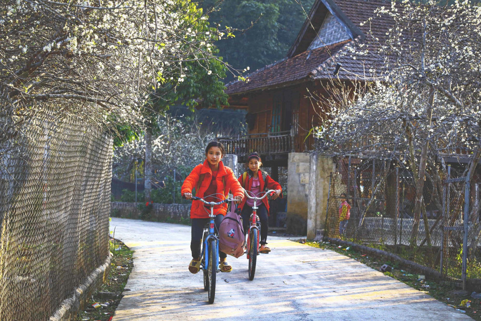 Con đường đến trường rợp sắc trắng muốt của hoa mận. (Ảnh: Xuân Tư/TTXVN)