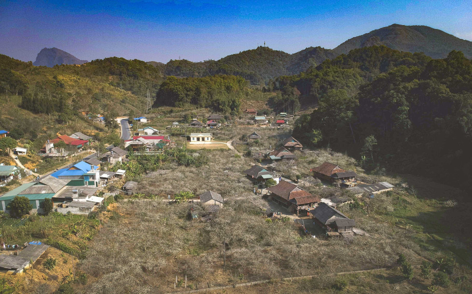  Bản Phiêng Ban (xã Nà Tấu, thành phố Điện Biên Phủ) là nơi có diện tích trồng mận lớn nhất của tỉnh Điện Biên với gần 20ha. (Ảnh: Xuân Tư/TTXVN)