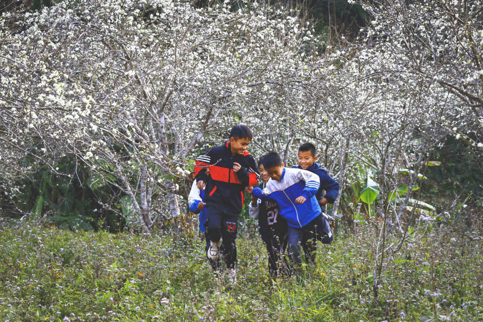  Lũ trẻ tung tăng chơi trong vườn mận bung nở trắng xóa.(Ảnh: Xuân Tư/TTXVN)