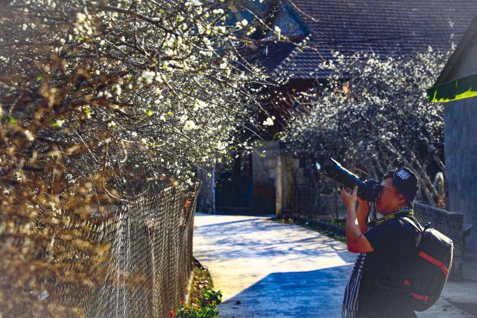 Vẻ đẹp hoa mận thu hút nhiều bạn trẻ yêu thích nhiếp ảnh đến để lưu lại những khoảnh khắc của mùa Xuân.(Ảnh: Xuân Tư/TTXVN)