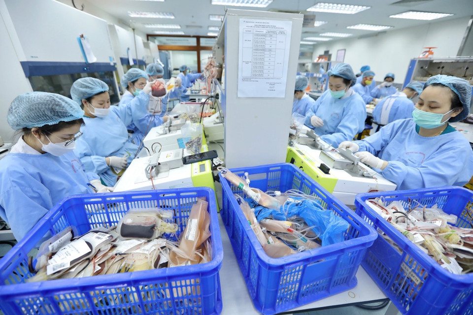 Thông thường quá trình xử lý máu hiến tặng sẽ kéo dài nhiều giờ trước khi được đưa tới các bệnh viện. Khoa Điều chế các thành phần máu chia hai ca làm việc để xử lý kịp thời lượng máu hiến chuyển về. (Ảnh: Minh Quyết/ TTXVN)