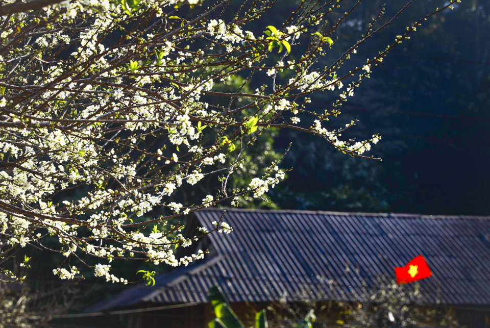 Hoa mận bung nở bên những nếp nhà sàn của người dân tộc Thái. (Ảnh: Xuân Tư/TTXVN)