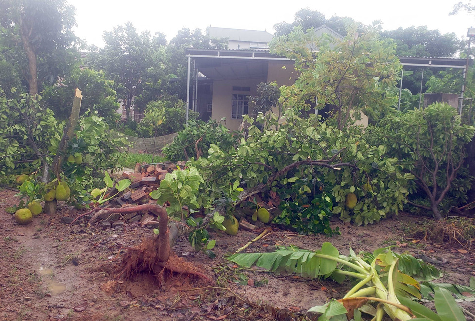 Cây trong vườn của người dân tại huyện Tam Dương bị đổ ngổn ngang. (Ảnh: Hoàng Hùng/TTXVN)