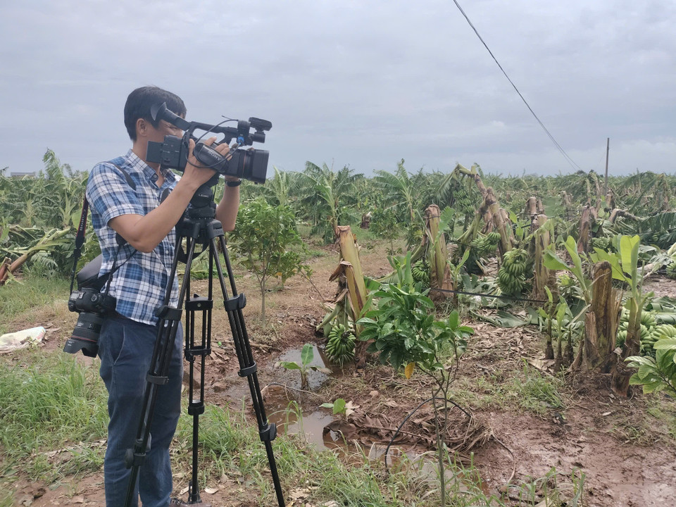 Phóng viên Thế Duyệt, Cơ quan thường trú Thái Bình, tác nghiệp về giải cứu nông sản sau bão số 3 tại xã Hồng An, huyện Hưng Hà. (Ảnh: TTXVN)