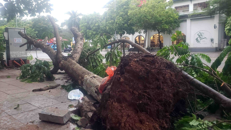 Cây to bật gốc trên đường Tôn Đức Thắng, thành phố Vĩnh Yên. (Ảnh: Hoàng Hùng/TTXVN)