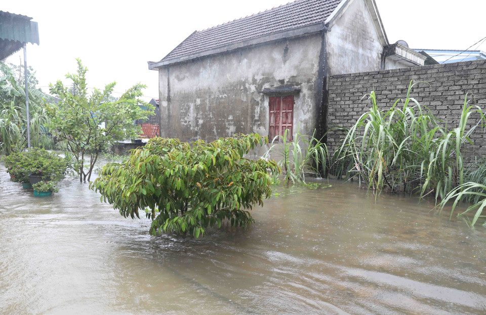 Cây ăn quả trong vườn của người dân bị ngập lụt nặng. (Ảnh: Xuân Tiến/TTXVN)
