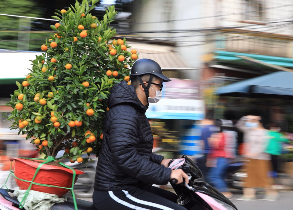 Theo truyền thống, người dân vẫn giữ thói quen tốt đẹp đến chợ chọn mua cây quất ưng ý về chơi dịp Tết. (Ảnh: Hoàng Hiếu/TTXVN)