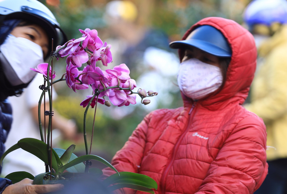 Hoa lan hồ điệp được nhiều người quan tâm, tìm chọn mua. (Ảnh: Hoàng Hiếu/TTXVN)