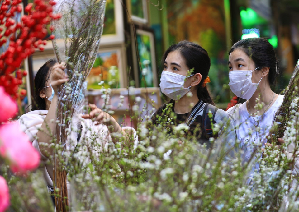 Thiếu nữ chọn hoa tuyết mai về chơi Tết. (Ảnh: Hoàng Hiếu/TTXVN)