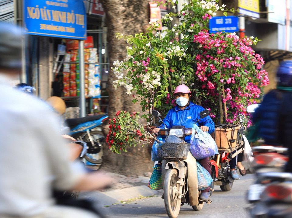 Một xe chở đầy các loại cây, hoa là hình ảnh thường thấy trên phố hoa Hoàng Hoa Thám. (Ảnh: Hoàng Hiếu/TTXVN)