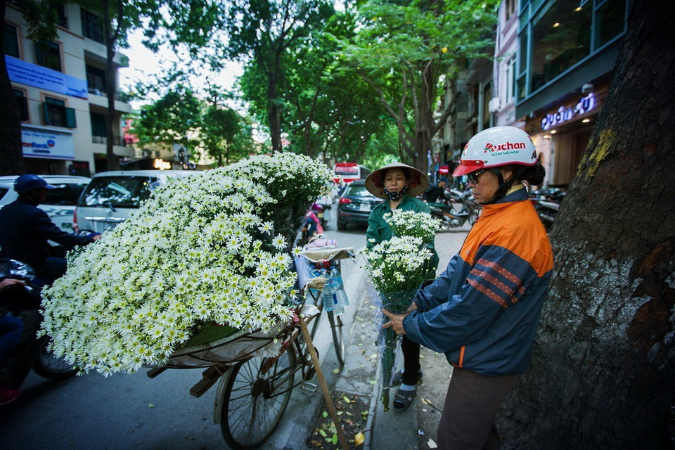 Năm nay, cúc họa mi được người dân trồng nhiều tại khu vực gần bãi đá sông Hồng, sau chợ hoa Quảng An (phường Nhật Tân, quận Tây Hồ). (Ảnh: Trọng Đạt/TTXVN)