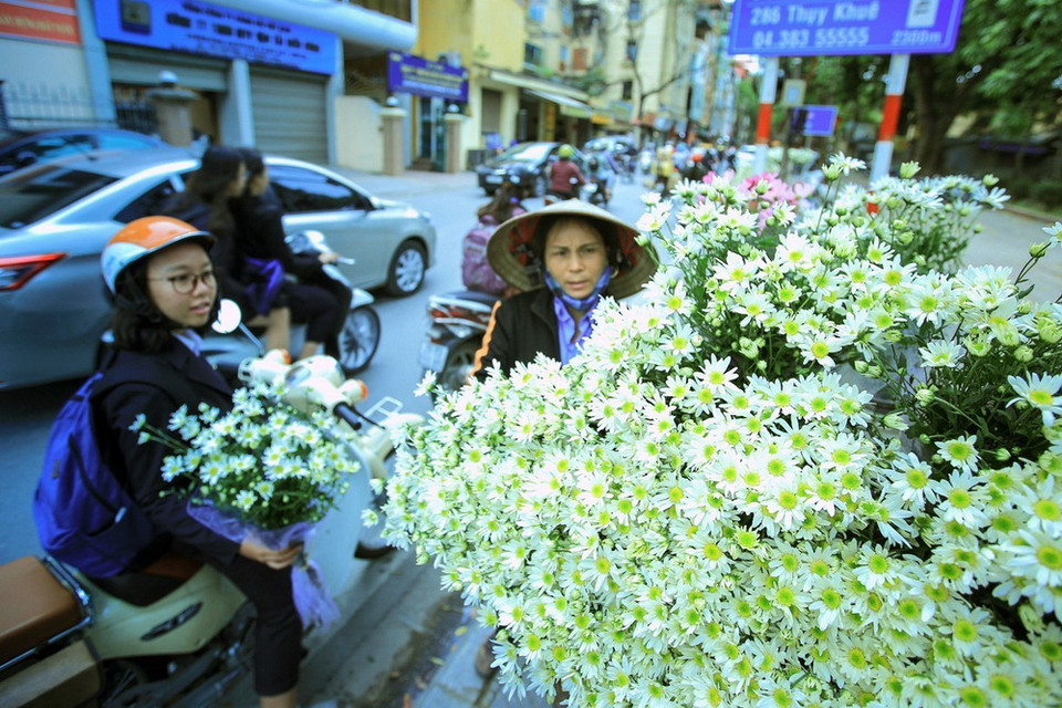 Loài hoa này chỉ nở trong khoảng thời gian một tháng rồi tàn, nhường chỗ cho hoa đào, hoa ly khoe sắc vào dịp Tết âm lịch. (Ảnh: Trọng Đạt/TTXVN)
