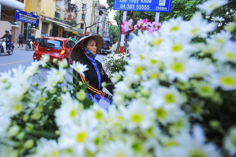  Cúc họa mi tô điểm cho phố phường Hà Nội thêm dịu dàng bởi sắc trắng tinh khôi. (Ảnh: Trọng Đạt/TTXVN)