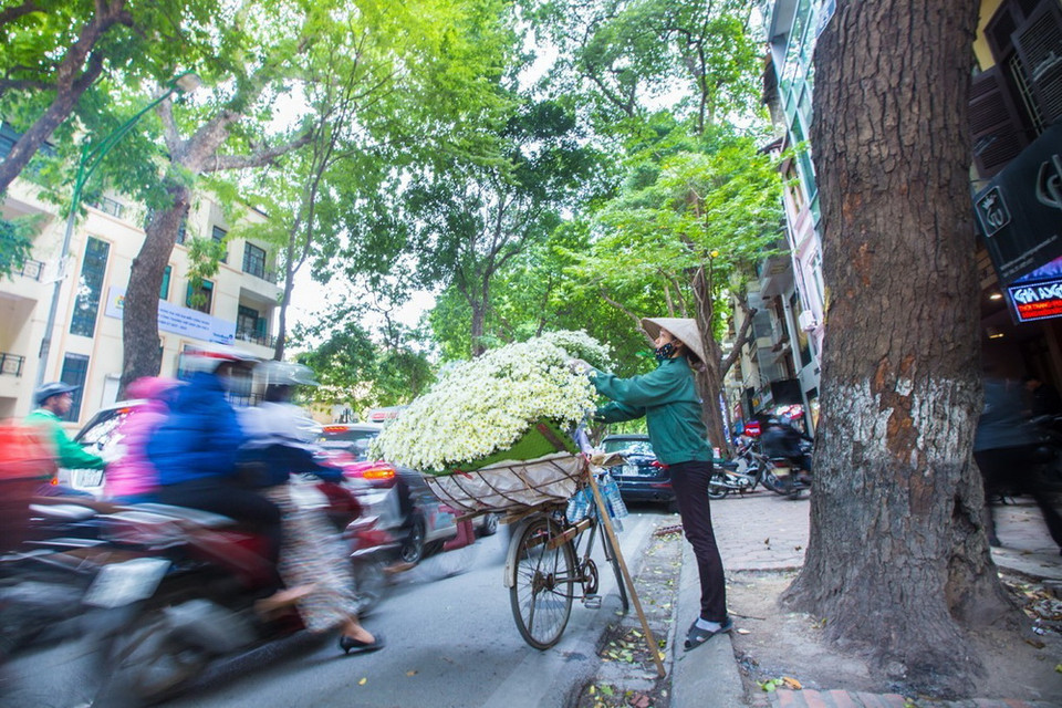 Cúc họa mi theo những chiếc xe hoa rong ruổi qua những con phố từ lâu đã trở thành một vẻ đẹp đặc trưng của Thủ đô. (Ảnh: Trọng Đạt/TTXVN)