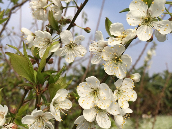 Sắc Xuân sớm ở Mộc Châu. (Ảnh: ChiLê/Vietnam+)