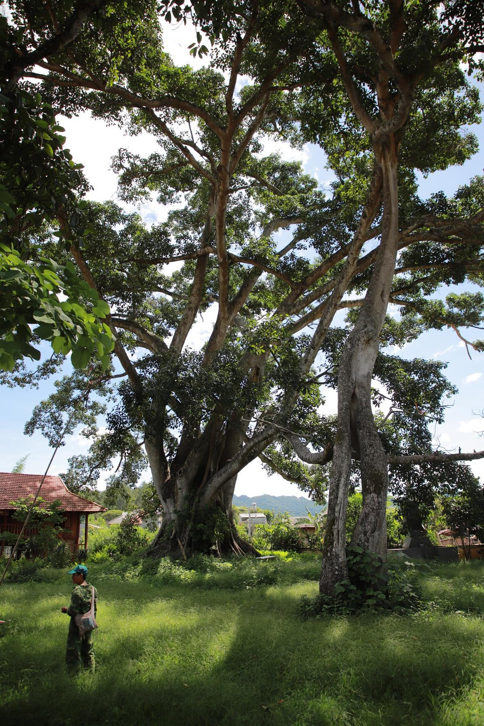Hàng năm, lễ hội Hết Chá tổ chức chính là lễ tạ ơn của những người được thầy mo chữa khỏi bệnh đồng thời là lễ tạ ơn trời đất, tổ tiên, thần linh đã giúp cho con người sống ở trần gian duy trì được cuộc sống, đoàn kết xây dựng bản làng và cầu cho người khang vật thịnh, mưa thuận gió hòa để mùa màng bội thu. Mang ơn thầy các con nuôi lại đến tạ ơn, nhưng lúc đó là thời điểm đầu năm đang bận rộn cho Tết nên thầy mo ấn định lễ tạ ơn tổ chức vào tháng 3 hàng năm. Từ đó, có lễ hội Hết chá. (Ảnh: Vietnam+)