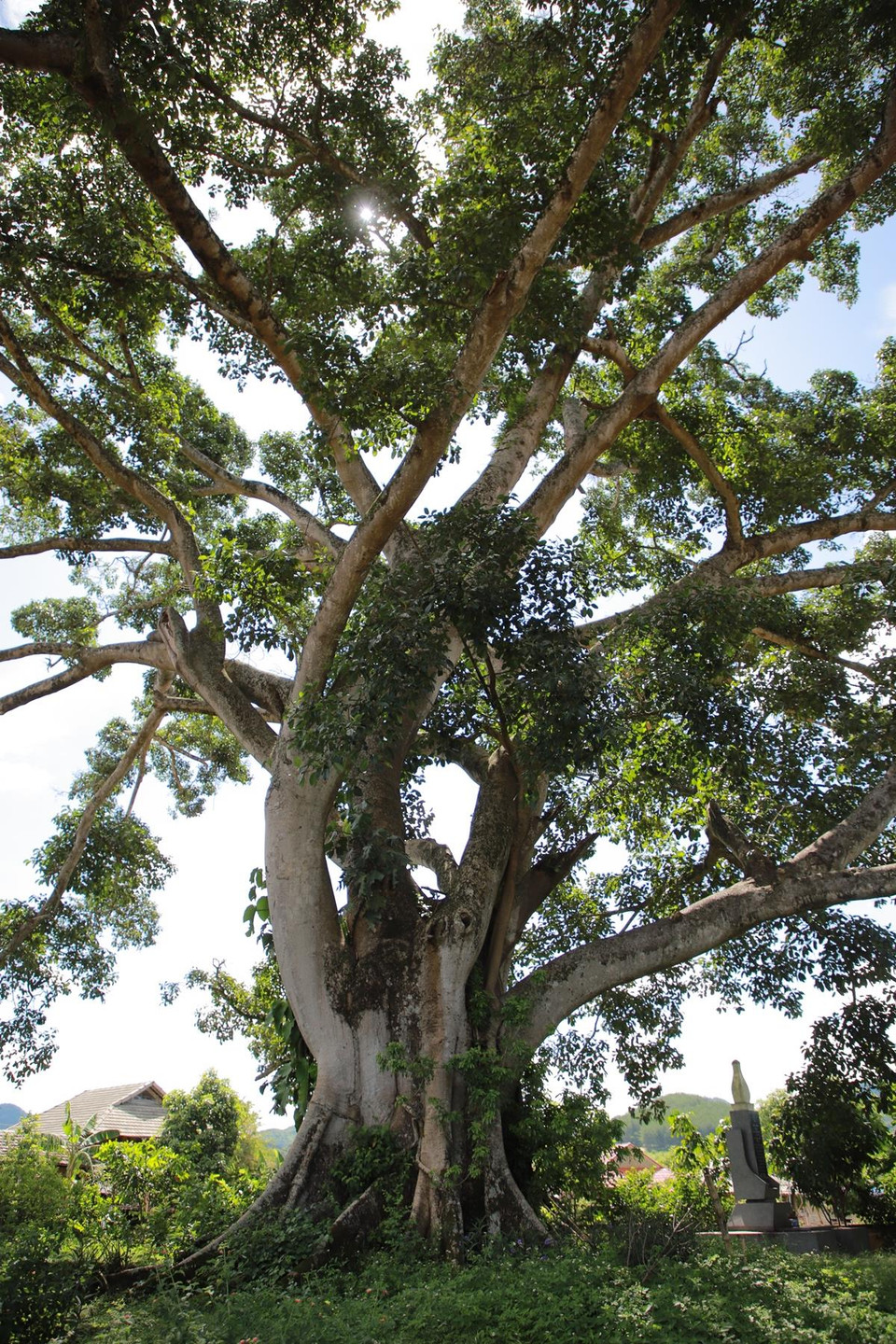 Người dân ở đây cho biết cây đa này có tuổi đời khoảng 500-600 năm tuổi. (Ảnh: Vietnam+)