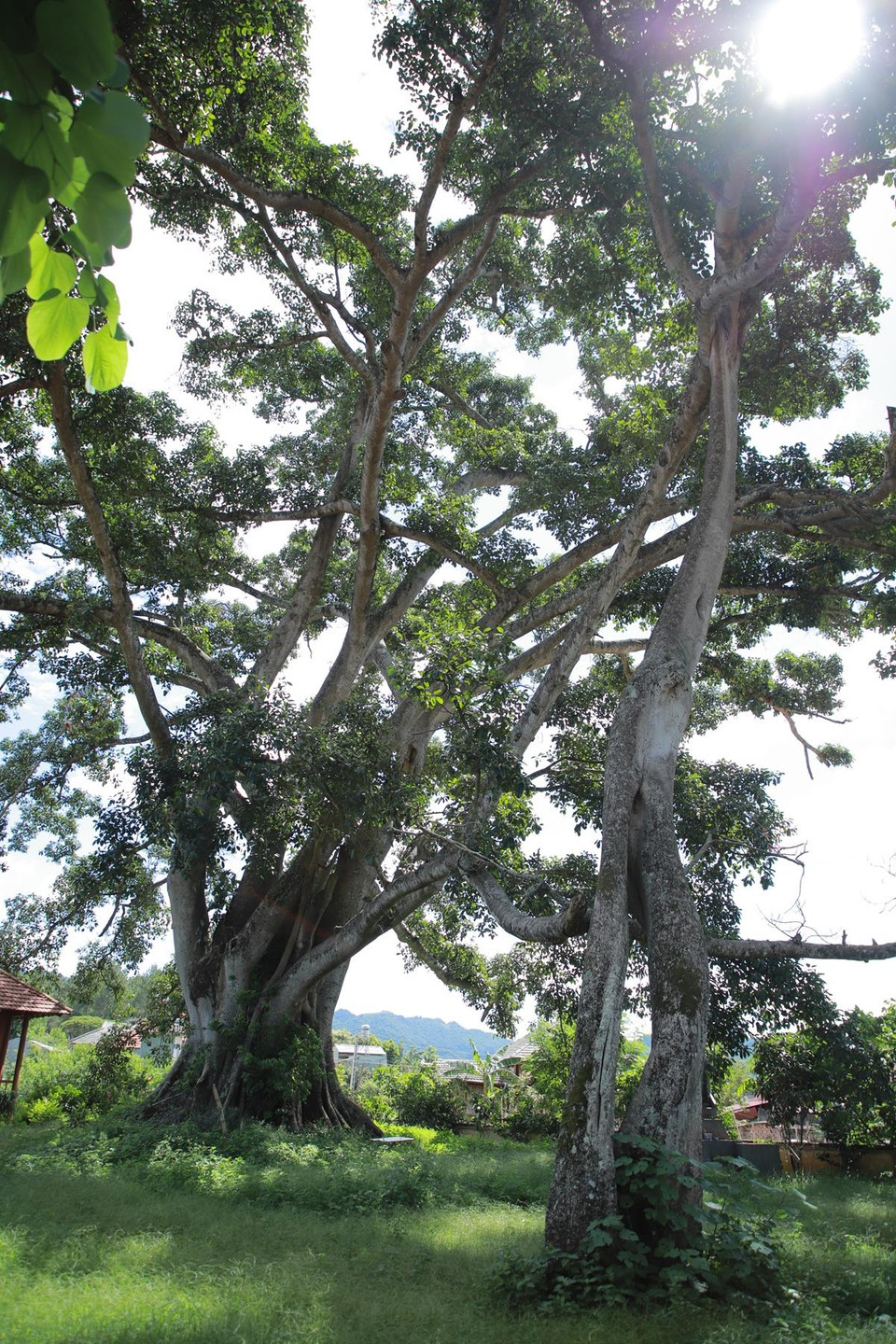 Từ ngã ba quốc lộ 6 theo đường vào Uỷ ban nhân dân huyện Mộc Châu, đi khoảng 3km là tới di tích có cây đa khổng lồ 2 thân. (Ảnh: Vietnam+)