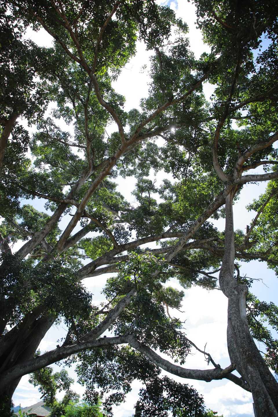 Hiếm có cây đa cổ thụ nào lại có thân trổ từ cành xuống mặt đất như này. (Ảnh: Vietnam+)