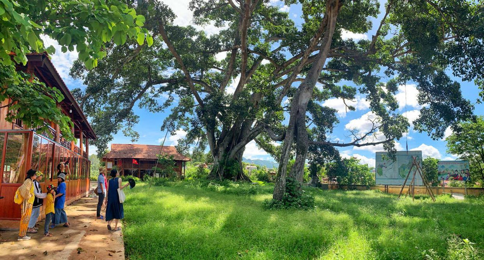 Trên khu vực Sặn Cọ Phô (có nghĩa là gò cây đa), thuộc bản Áng, xã Đông Sang, huyện Mộc Châu, tỉnh Sơn La hiện có cây đa khổng lồ và văn bia lưu niệm đoàn 83 quân tình nguyện Việt Nam. Điều đặc biệt và hiếm có là cây đa cổ thụ ở đây có tới hai 'táu' (thân).(Ảnh: Vietnam+)