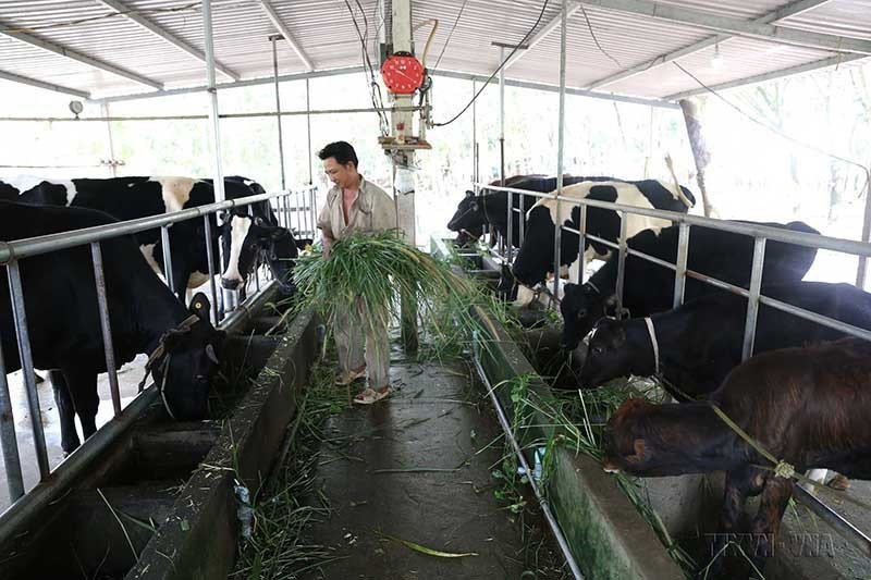 Phát triển chăn nuôi bò sữa quy mô hộ nông dân ở xã Long Tân, huyện Dầu Tiếng, tỉnh Bình Dương. (Ảnh: Vũ Sinh/TTXVN)