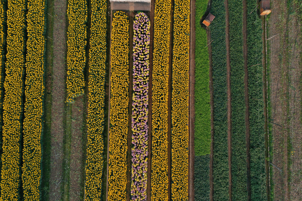 Nghề trồng hoa, trồng đào ở phường Viên Sơn đã có từ lâu. Thời gian đầu chỉ có vài hộ trồng hoa cúc, hoa đồng tiền để bán vào dịp ngày rằm, mùng một thì đến nay đã có khoảng 80 hộ tham gia, mỗi hộ trồng từ 1-5 sào hoa. (Ảnh: Xuân Mai/Vietnam+)