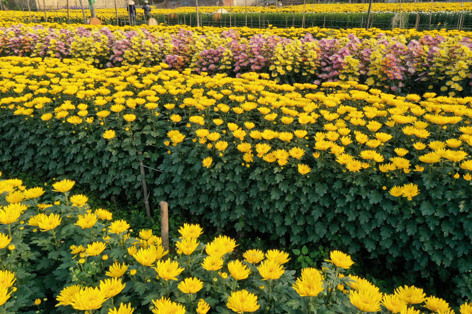 Người nông dân nay trở thành những chuyên gia, làm chủ công nghệ, kỹ thuật trên cánh đồng của mình và làm giàu trên chính mảnh đất quê hương. (Ảnh: Xuân Mai/Vietnam+)