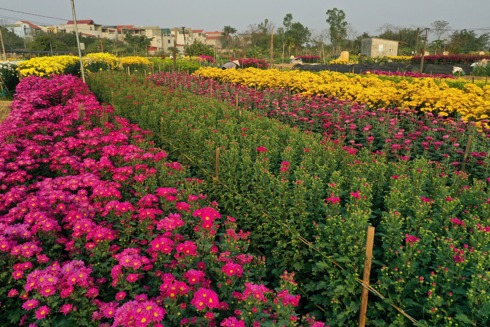 Nghề trồng hoa đã được người dân nơi đây ưu tiên lựa chọn cho bài toán chuyển dịch cơ cấu cây trồng, giải quyết việc làm cho lao động địa phương. (Ảnh: Xuân Mai/Vietnam+)