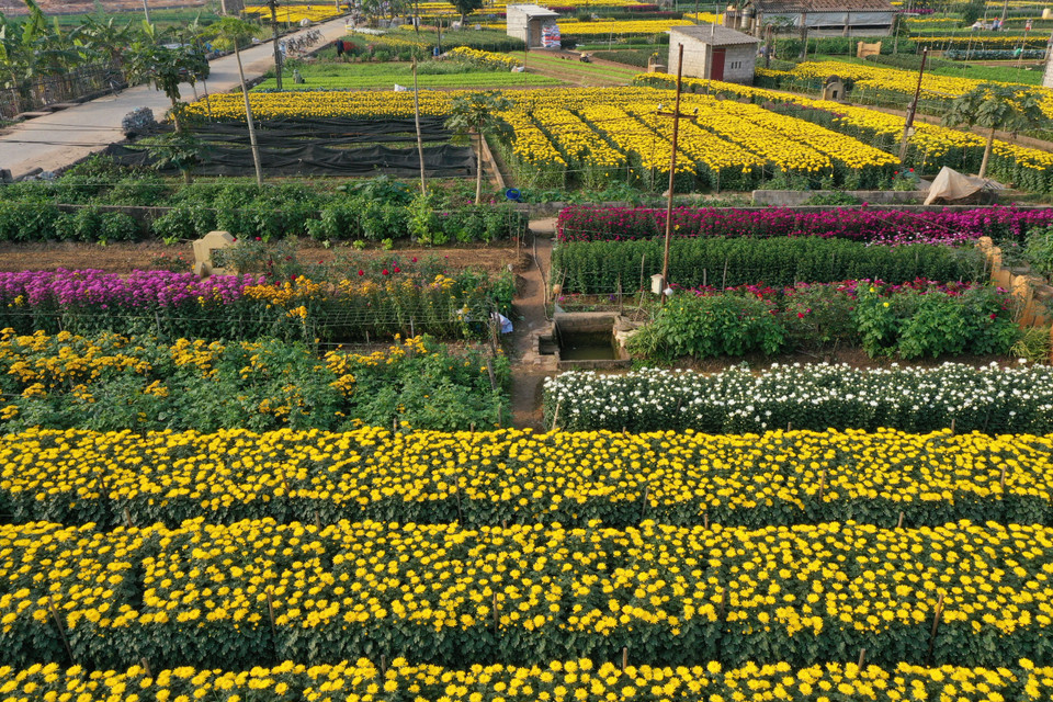 Ngắm cánh đồng hoa Viên Sơn. (Ảnh: Xuân Mai/Vietnam+)