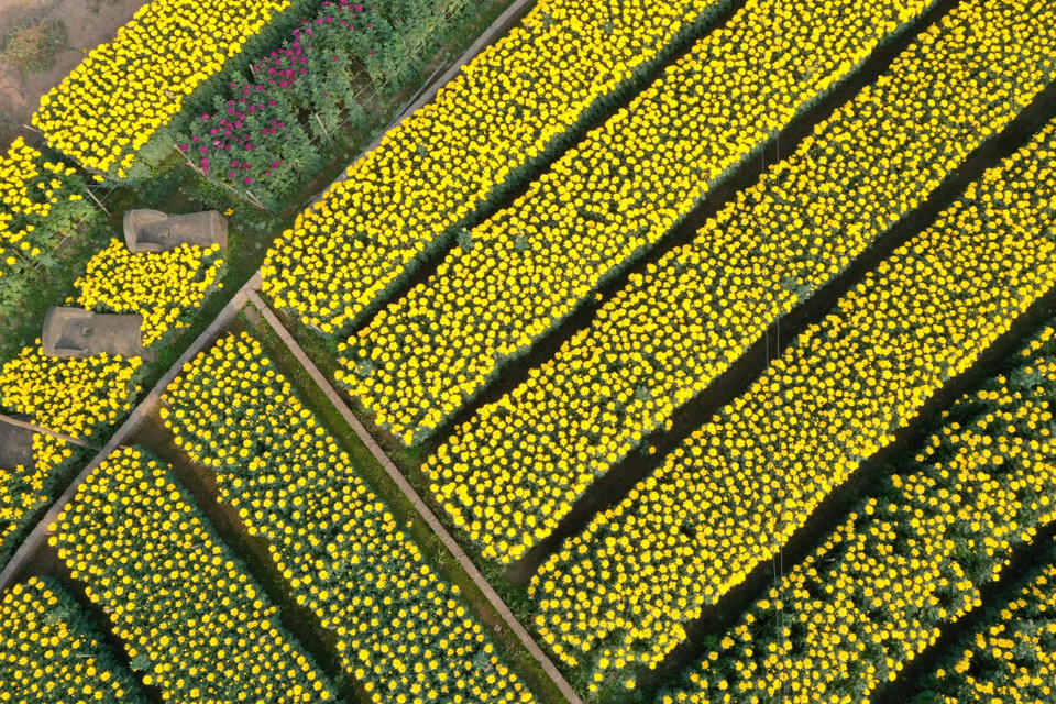 Nếu trước đây, người nông dân ở Viên Sơn trồng hoa chủ yếu phụ thuộc vào thời tiết thì nay đã biết áp dụng tiến bộ khoa học kỹ thuật vào sản xuất như thắp điện, che lưới... để hoa nở đúng thời điểm mong muốn. (Ảnh: Xuân Mai/Vietnam+)