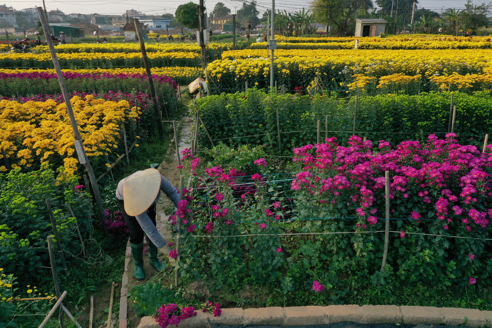 Một mùa Xuân mới đã về trên làng quê Viên Sơn. Việc chuyển đổi cơ cấu cây trồng đã mở ra hướng phát triển mới cho kinh tế, xã hội địa phương. (Ảnh: Xuân Mai/Vietnam+)
