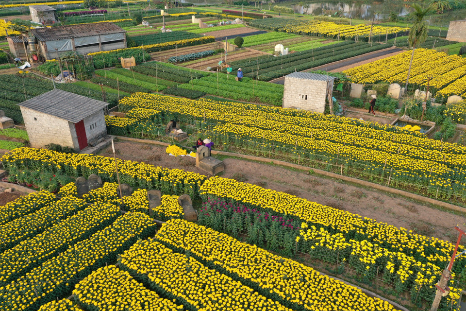 Ngoài những loại hoa thông thường, người dân cũng đã năng động hơn trong việc lựa chọn các loại hoa có giá trị kinh tế cao như: tuylip, hoa ly, loa kèn… đáp ứng nhu cầu đa dạng của thị trường. (Ảnh: Xuân Mai/Vietnam+)