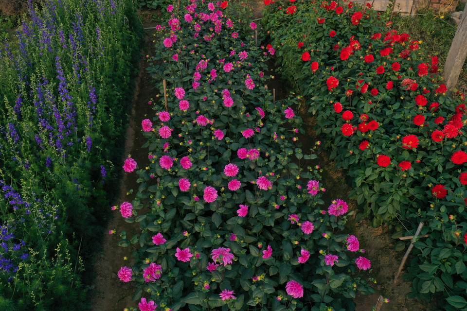 Nhiều hộ gia đình đầu tư thêm hệ thống máy bơm nước góp phần mang lại hiệu quả kinh tế cao, giải phóng sức lao động. (Ảnh: Xuân Mai/Vietnam+)