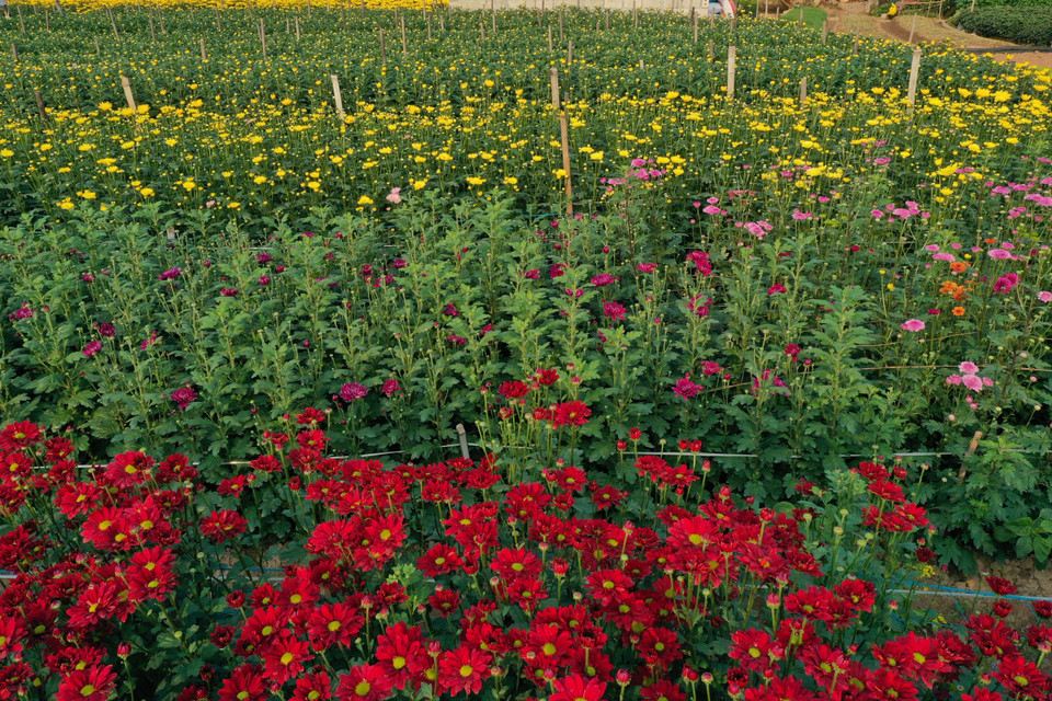 (Ảnh: Xuân Mai/Vietnam+)