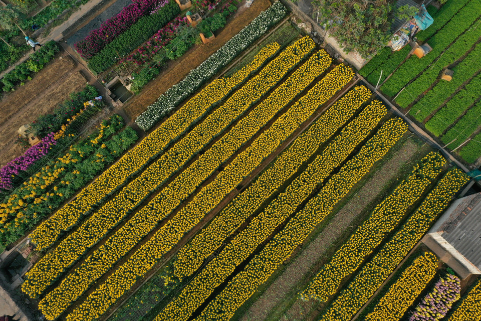 Chỉ tính riêng vụ hoa Tết Nguyên Đán Canh Tý năm nay, các nhà vườn của phường Viên Sơn đã xuống giống trồng nhiều loại hoa như hoa ly, hoa cúc mâm xôi, cúc tím, cúc vạn thọ, hoa thược dược… (Ảnh: Xuân Mai/Vietnam+)