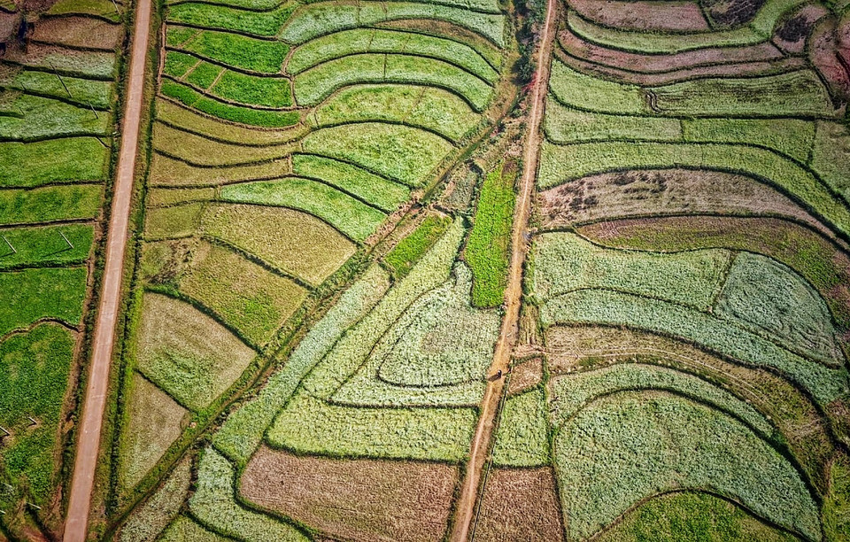 Đây là cánh đồng trải dài mênh mông từ thung lũng nọ sanh thung lũng kia chuyên trồng cải của đồng bào. (Ảnh: Xuân Mai/Vietnam+)