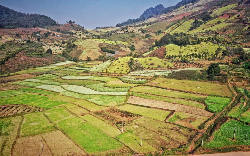 Cải trắng cải vàng xen kẽ. (Ảnh: Xuân Mai/Vietnam+)