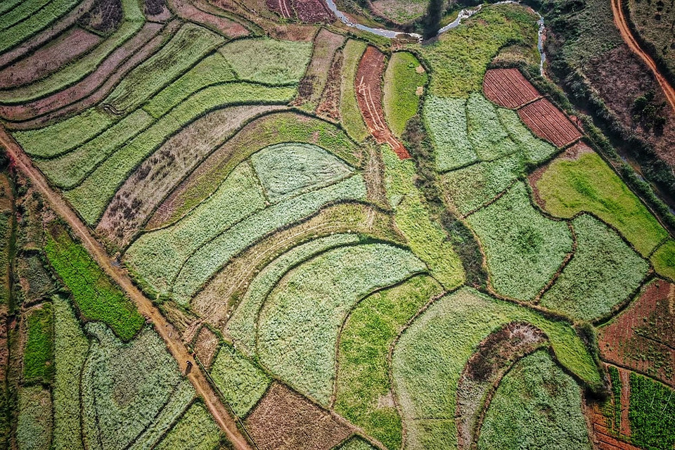 Ở đây chủ yếu người dân trồng cải trắng và cải vàng. (Ảnh: Xuân Mai/Vietnam+)