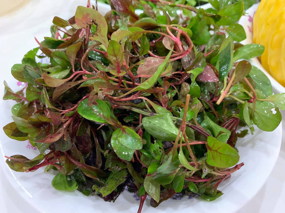 Rau cải sâm là vị thuốc, thường được dùng để bồi bổ cơ thể. (Ảnh: Mai Mai/Vietnam+)