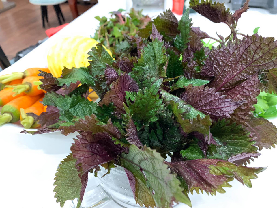 Lá tía tô có tác dụng chống ngộ độc thực phẩm, chống oxy hoá, chống viêm nhiễm, giải cảm... Loại thảo dược này cũng chứa nhiều chất như đạm, canxi, sắt, phốt pho, chất xơ, vitaminC.(Ảnh: Mai Mai/Vietnam+)